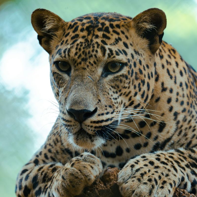 Yala Leopard