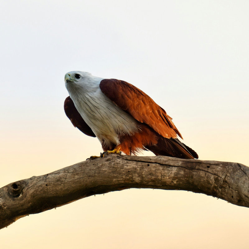 Wildlife